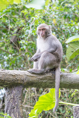 Naklejka na ściany i meble Formosan macaques Looks into the distance(taiwan monkey)