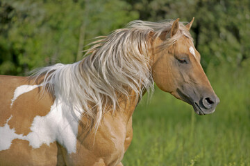 Beautiful Palomino Quarter-horse Stallion  running, close up