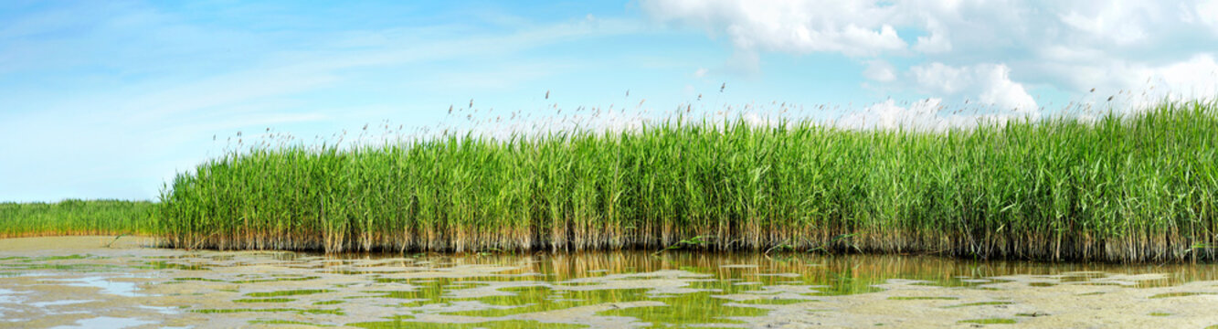 Schilf am Sandstrand