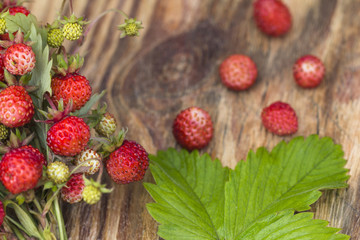 Forest berry - strawberries