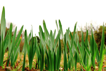 伸び行く草葉