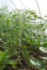 помидоры в теплице