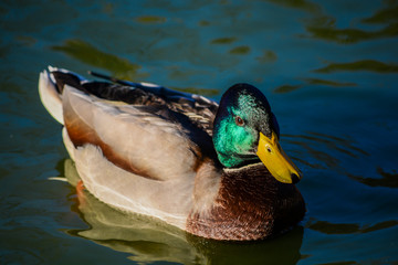 Duck with yellow beak on the water