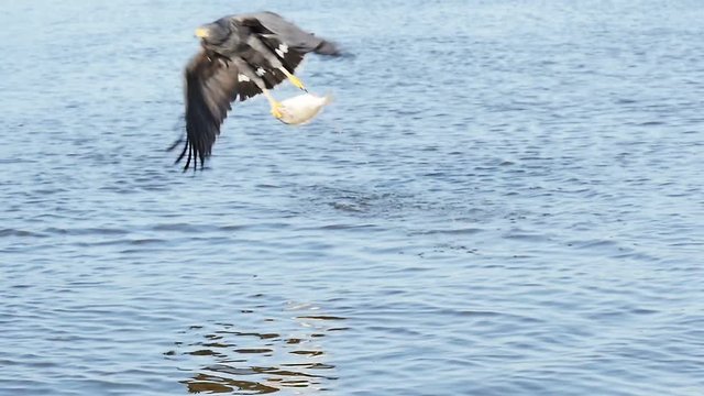 hawk swooping down and catching a fish out of water slow motion  rio lagartos lagoon mexico