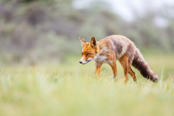 red fox