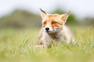 Naklejka na ściany i meble red fox