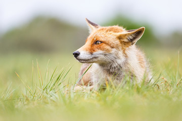 red fox