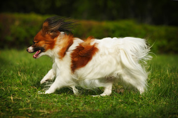 decorative dog Papillon summer running