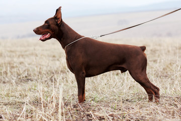 dog brown male Doberman