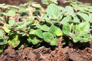 Herbs