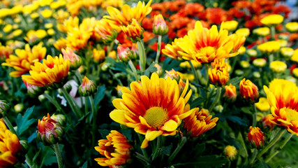 Yellow - Red Flowers Field