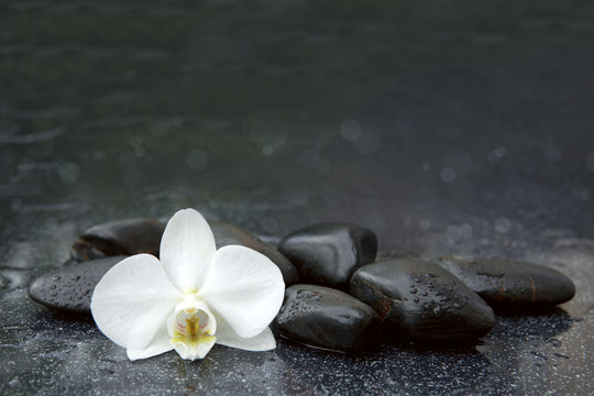 Fototapeta White orchid and black stones close up.