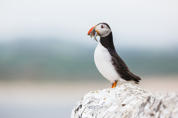 puffin