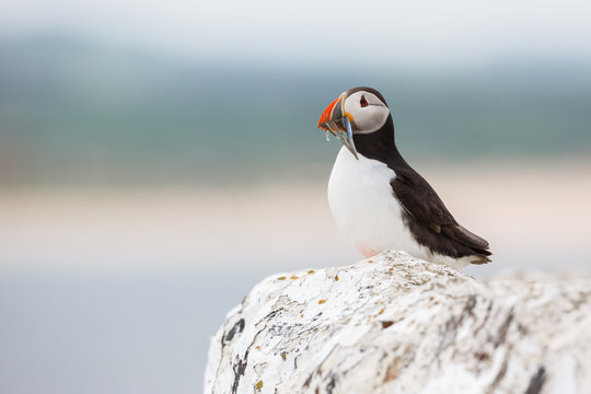 puffin