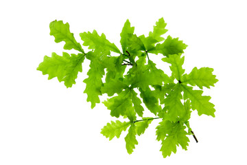 Green oak leaves isolated on white .