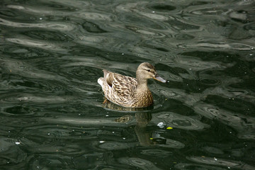 Duck swimming