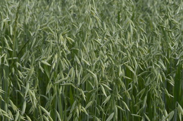 Grain, Oat, oats field, field with growing oats, green oats, oats cultivation