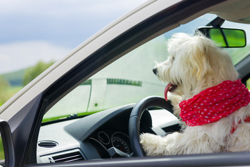 Dog driving a steering wheel in a car