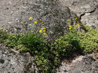 Yellow flowers on the stony ground.