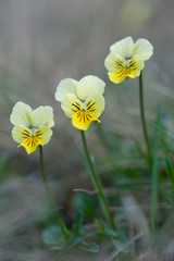 Zinkviooltjes op zinkhoudende bodem in Belgie