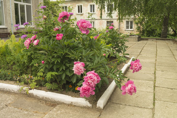 Flowerbed with flower of the peony on background of the building