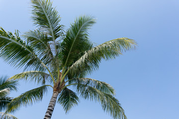 Palm tree leaves and blue sky