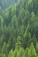 Poster Gezonde groene bomen in een bos van oude sparren, sparren en dennen © zlikovec
