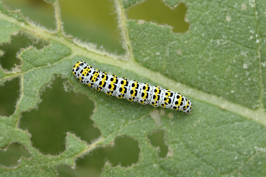 Caterpillar of Mullein moth on a leaf