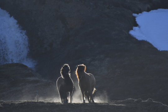 Iceland, two Icelandic horses at twilight