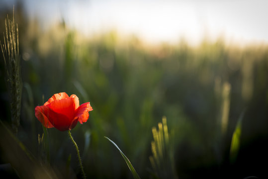 Red poppy in a field of wheat