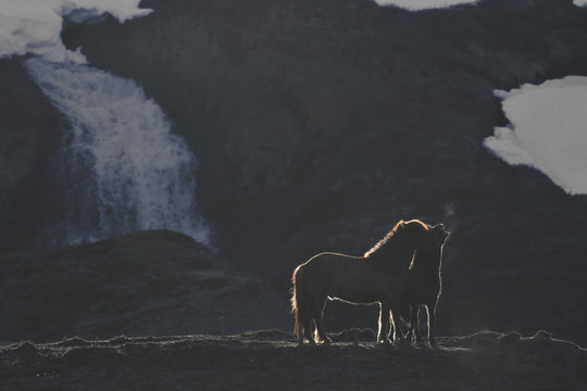 Iceland, two Icelandic horses at twilight