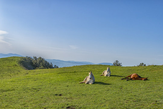Italy, Umbria, Apennines, Gubbio, Horses in the fields
