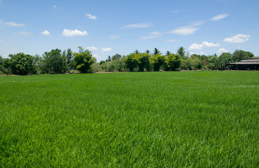 Rice field green paddy farm blue sky cloudy  in Thailand