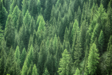 Healthy green trees in a forest of old spruce, fir and pine - 113621175