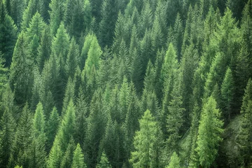Schilderijen op glas Healthy green trees in a forest of old spruce, fir and pine © zlikovec