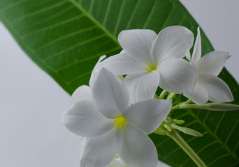 Fototapeta premium plumeria, nature, pretty aroma, aromatherapy, beautiful, beauty