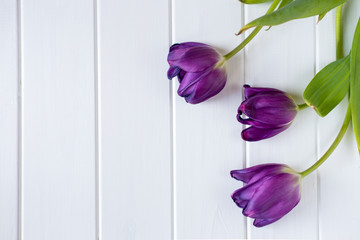 violet tulips on white wooden background