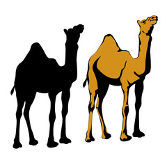 realistic camel silhouette black set vector illustration