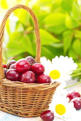 Juicy ripe cherries in basket