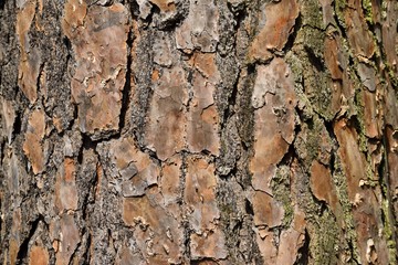 Tree bark background