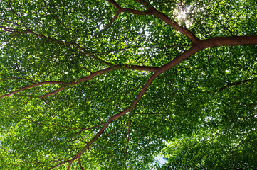green leaves