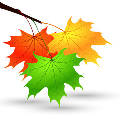 Bright Colorful Maple Leaves on the Branch