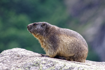 faune alpine - marmotte des alpes