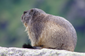 faune alpine - marmotte des alpes