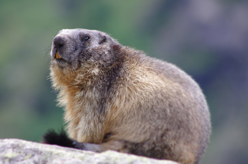 faune alpine - marmotte des alpes