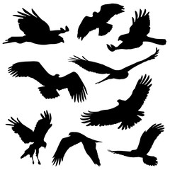 Naklejka premium eagles and other big bird silhouettes