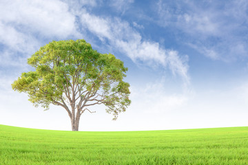 Fototapeta premium Big trees on the grass Background sky