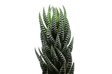 Cactus: Haworthia Fasciata , succulent plant on white background