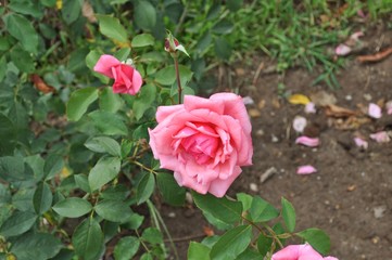 Pink rose