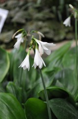 Obraz premium White flower